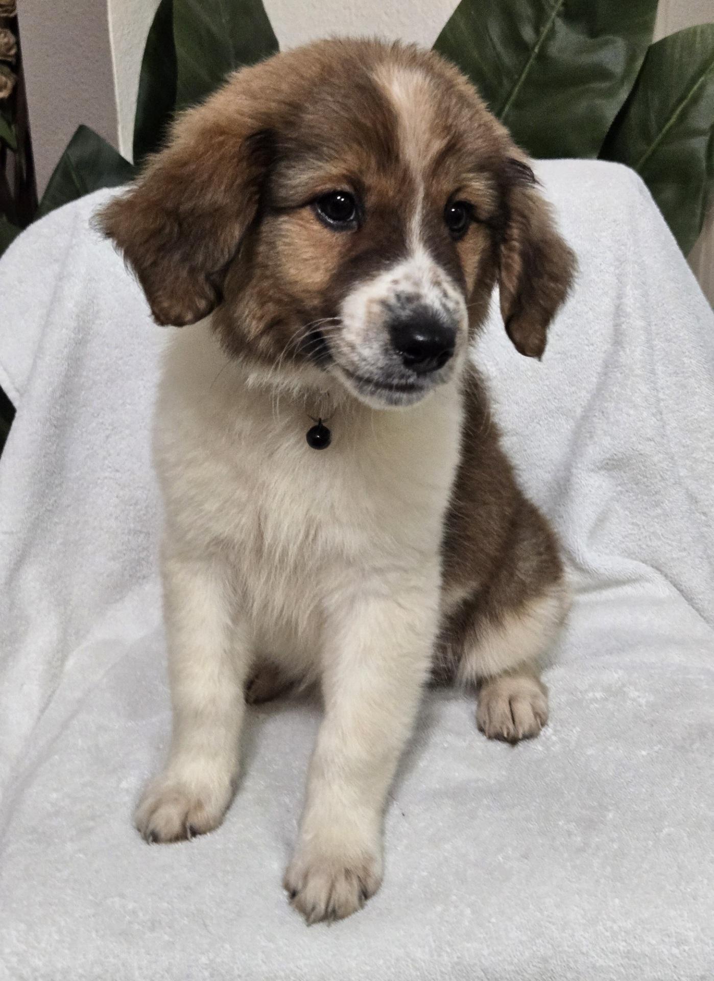 Enlarge Honey Bun, an adopted mixed breed in Orlando, FL image 4/6