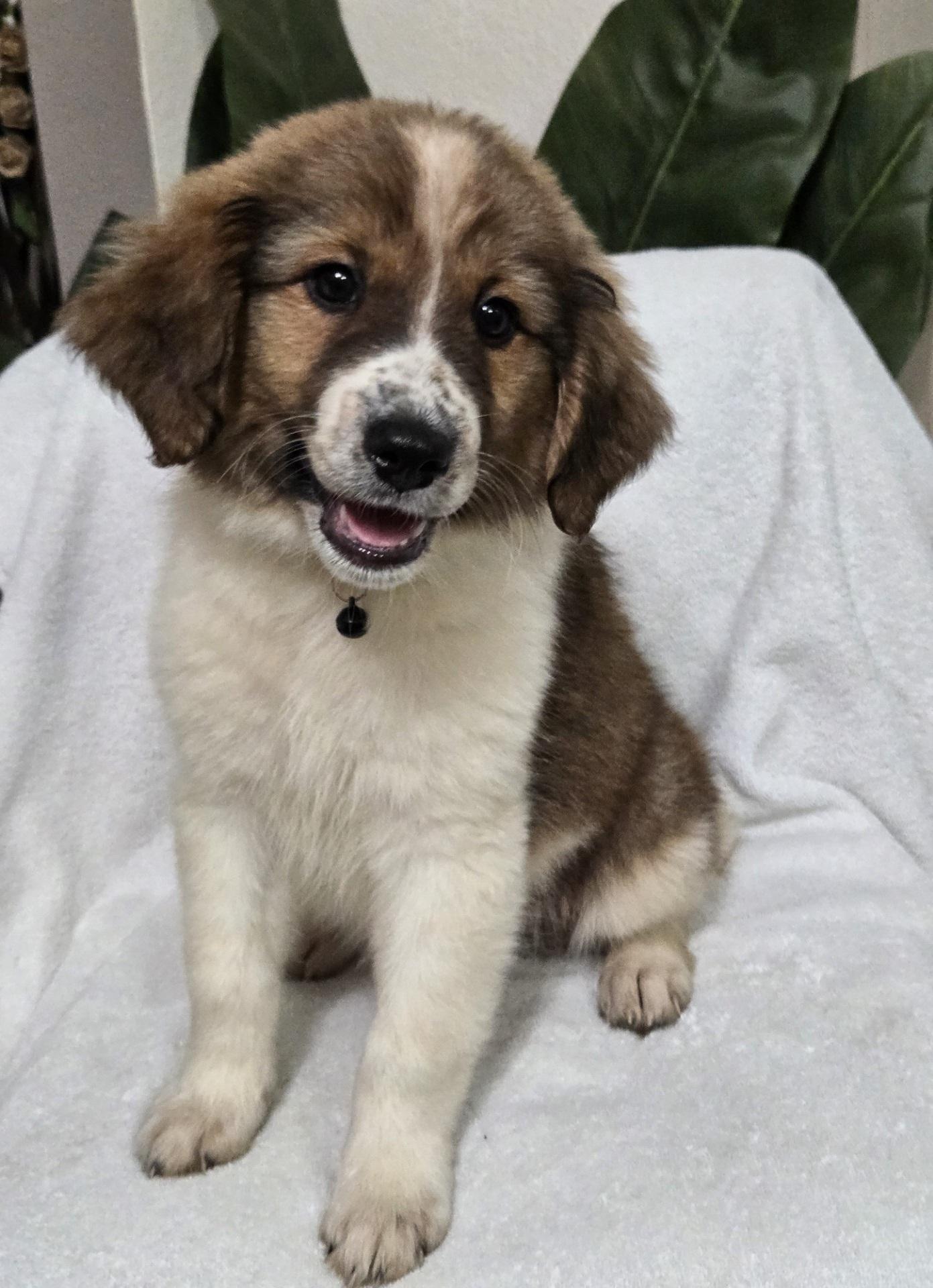 Honey Bun, adopted, Puppy Female Shepherd & Collie.