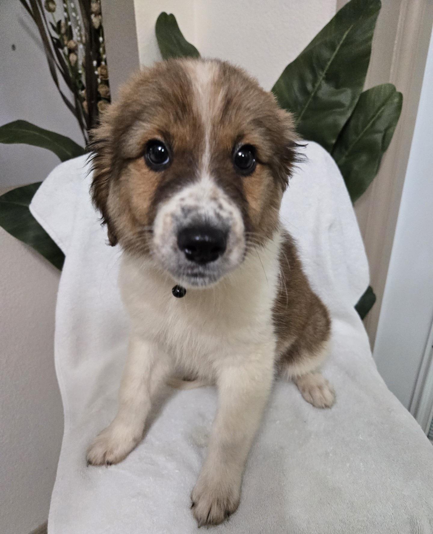 Enlarge Honey Bun, an adopted mixed breed in Orlando, FL image 5/6