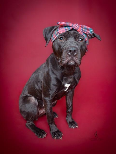 Enlarge LUNA, a Adoptable mixed breed in Upper Marlboro, MD image 1/1