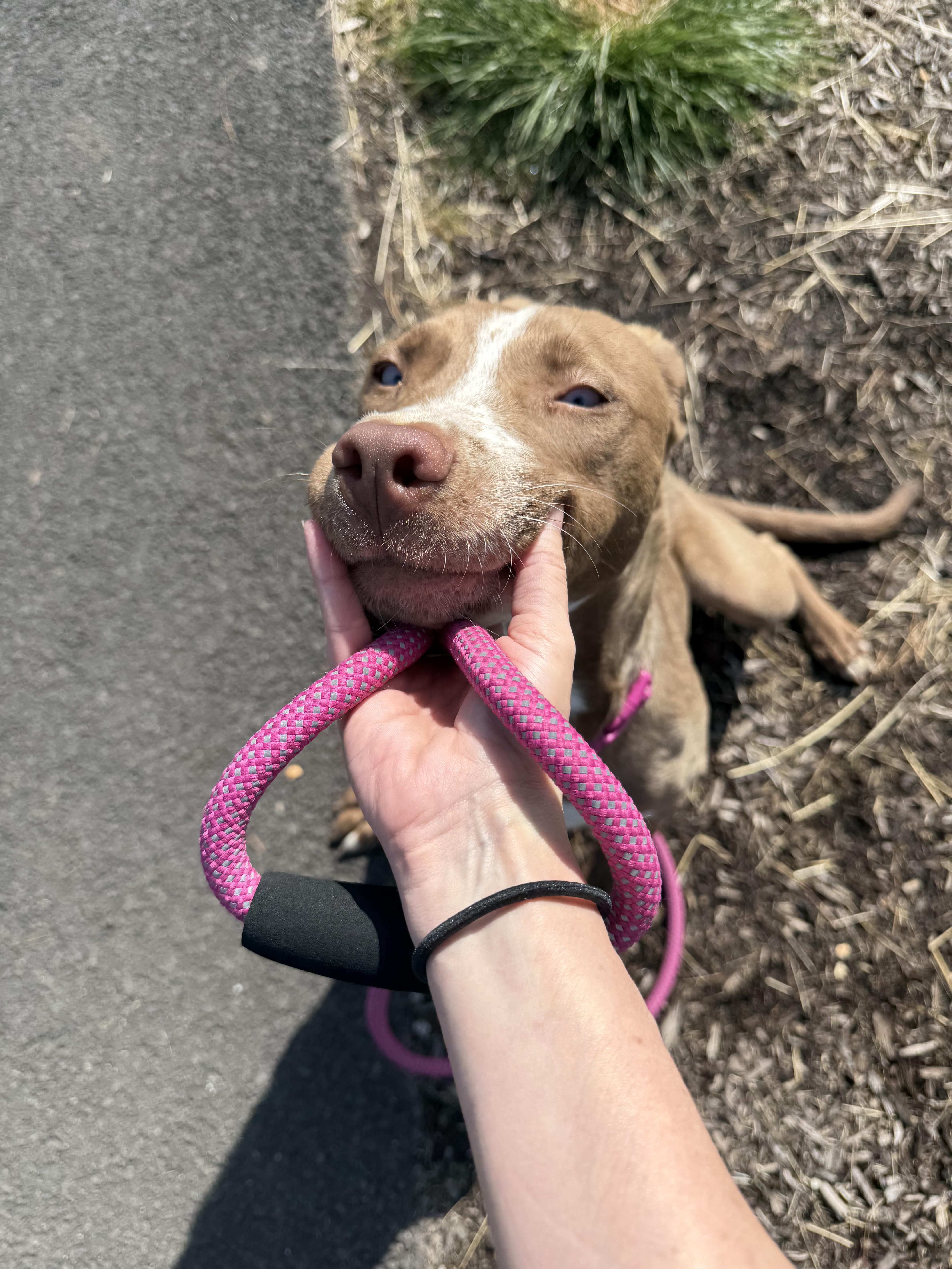 Polly, an adoptable Pit Bull Terrier in Redmond, OR, 97756 | Photo Image 2