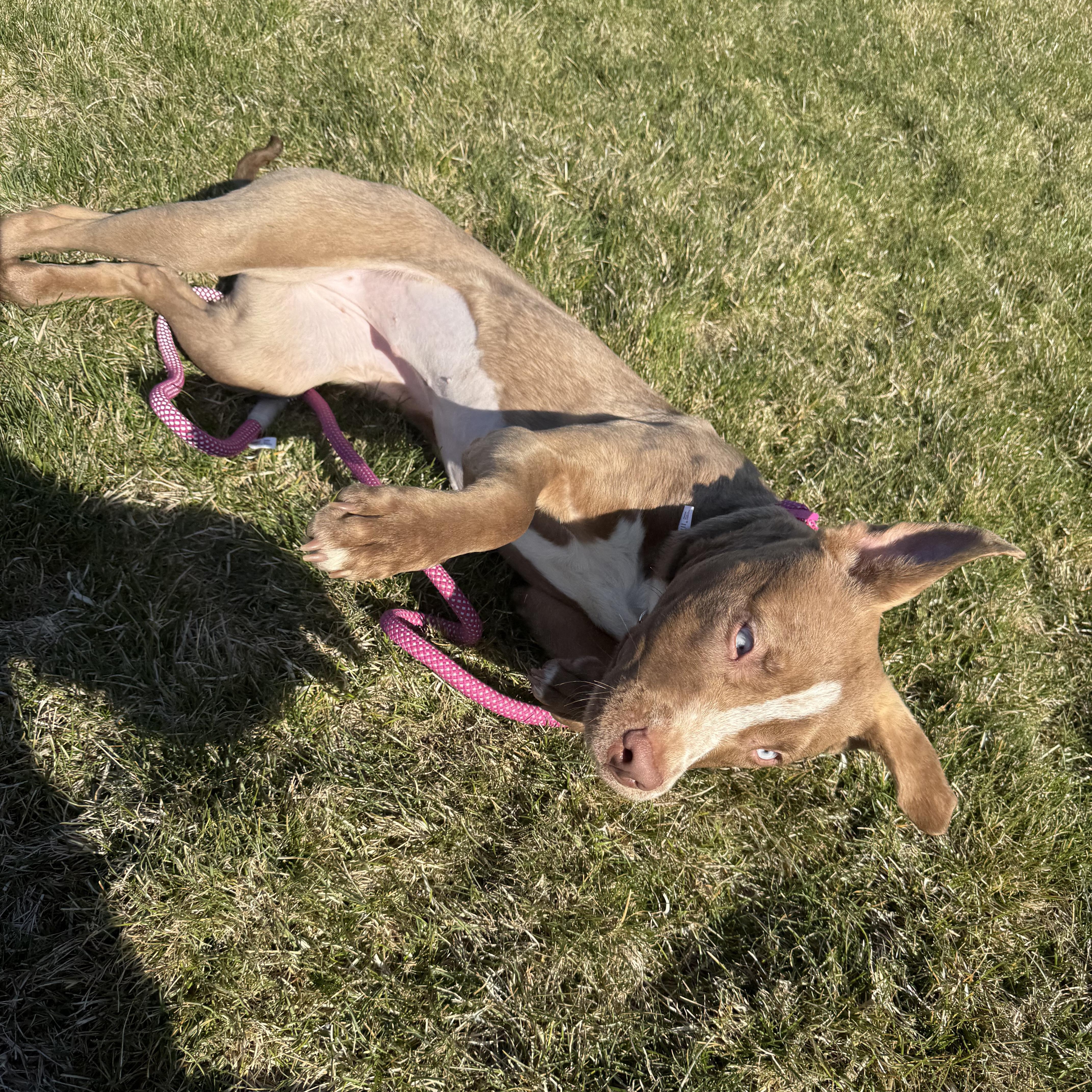 Polly, Adoptable, Young Female Pit Bull Terrier.