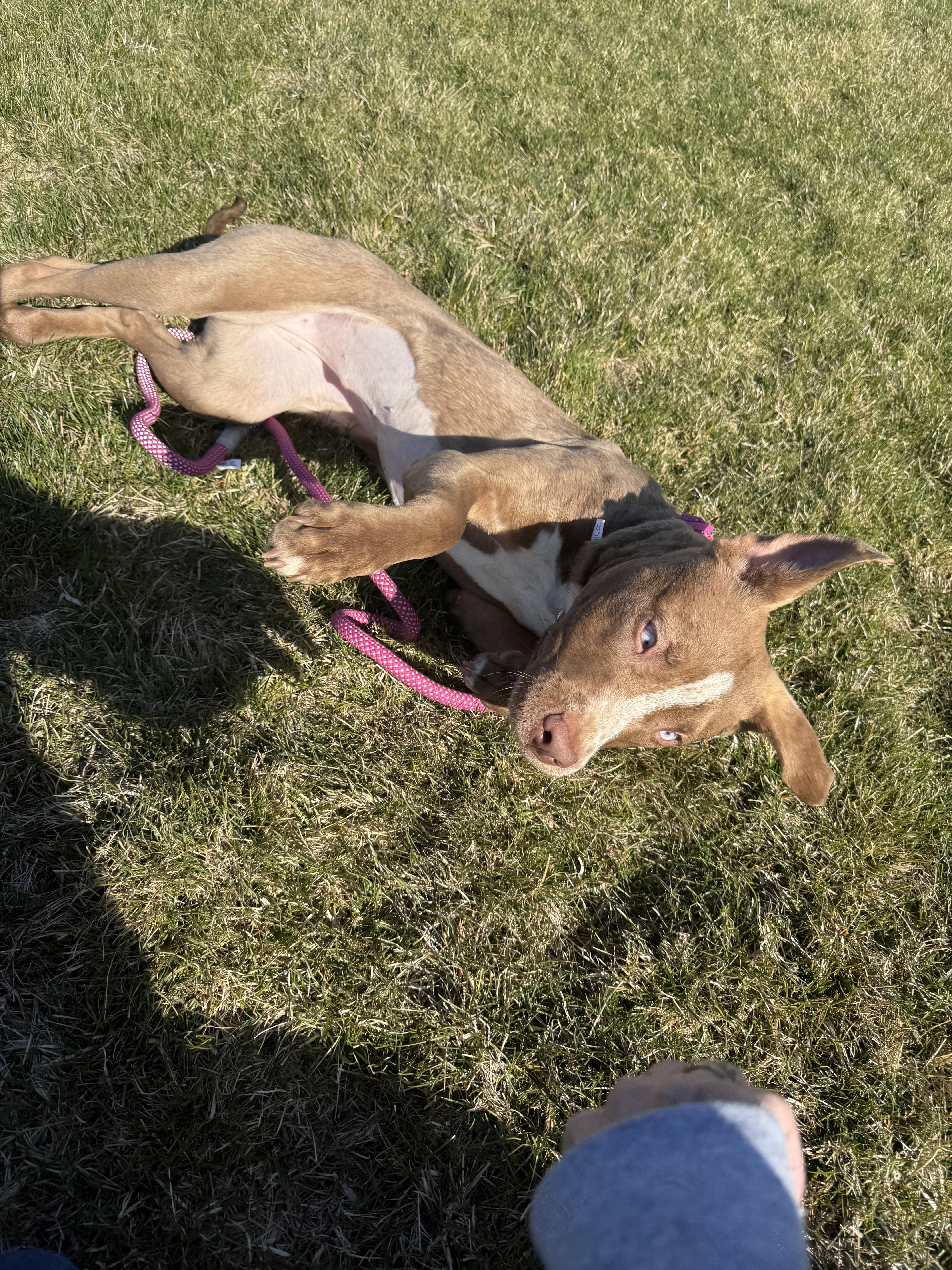 Polly, an adoptable Pit Bull Terrier in Redmond, OR, 97756 | Photo Image 1