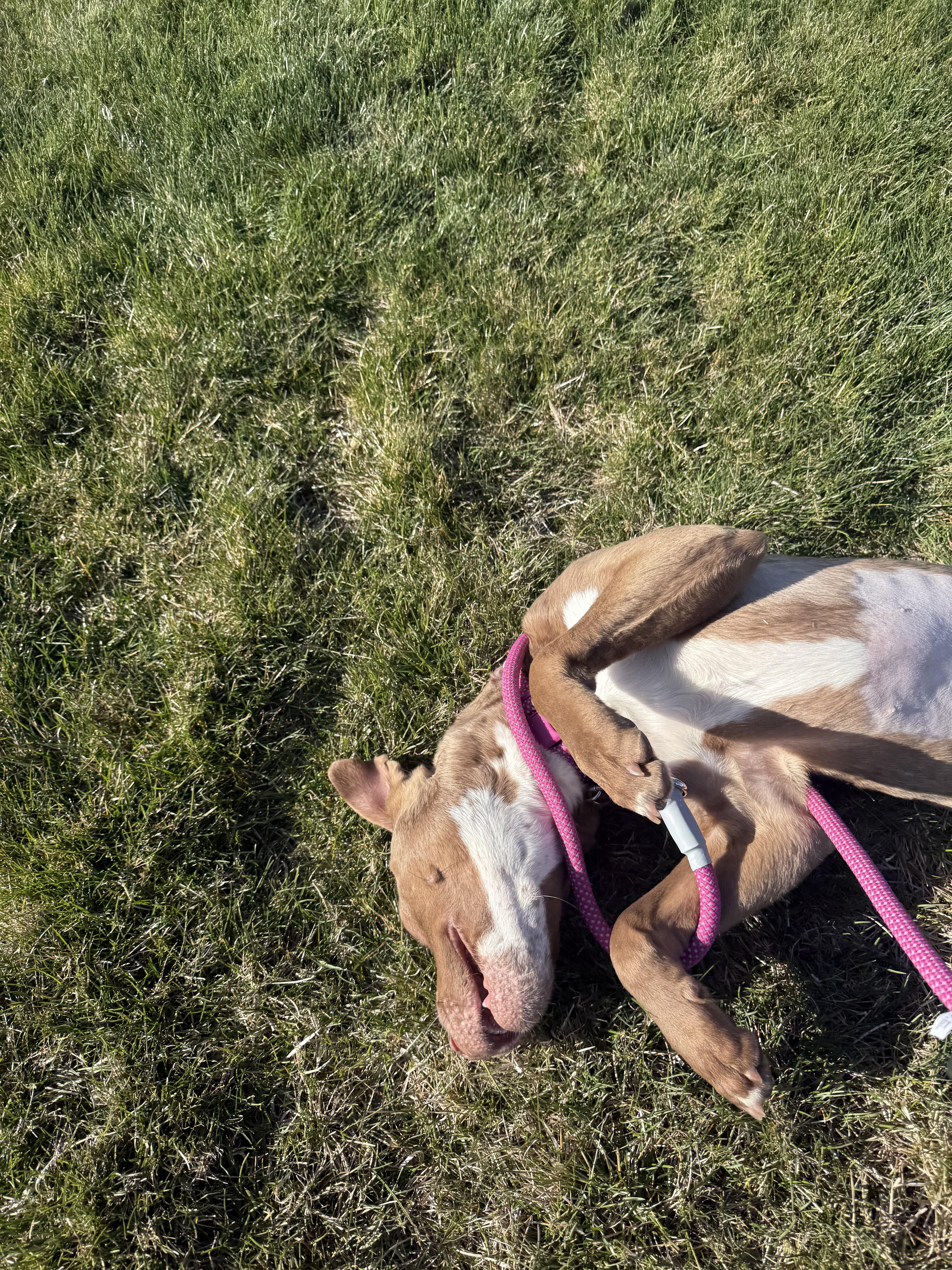 Enlarge Polly, a Adoptable Pit Bull Terrier in Redmond, OR image 3/3