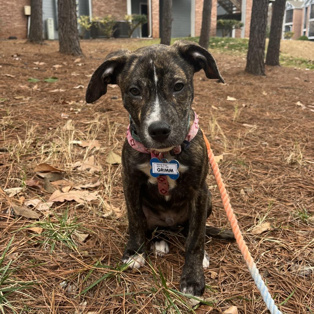 Grimm, Adoptable, Puppy Male Pit Bull Terrier.