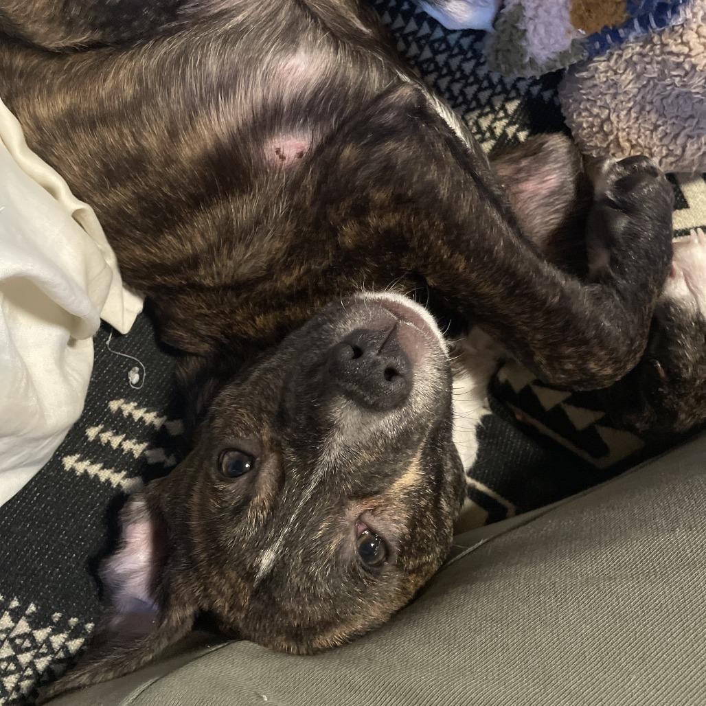 Enlarge Grimm, a Adoptable Pit Bull Terrier in Wake Forest, NC image 1/4