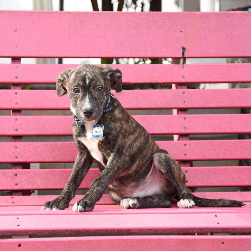 Enlarge Grimm, a Adoptable Pit Bull Terrier in Wake Forest, NC image 2/4