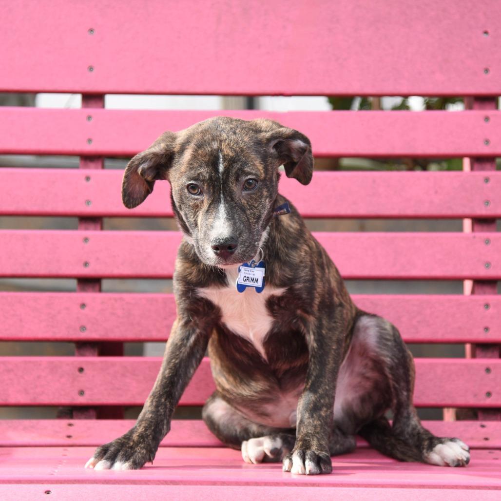 Enlarge Grimm, a Adoptable Pit Bull Terrier in Wake Forest, NC image 3/4