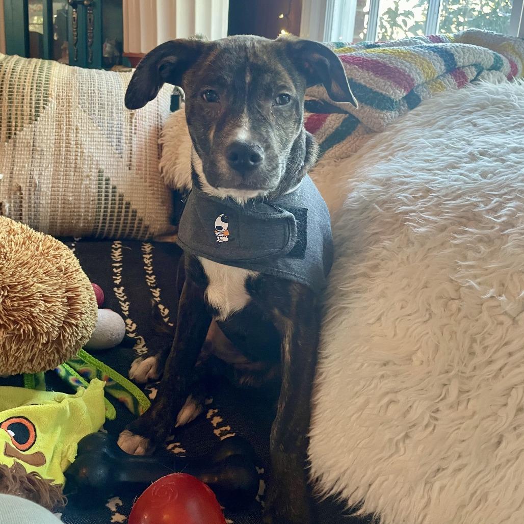 Enlarge Grimm, a Adoptable Pit Bull Terrier in Wake Forest, NC image 4/4