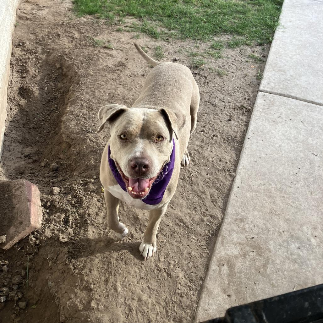Sparky, Adoptable, Adult Male Pit Bull Terrier.