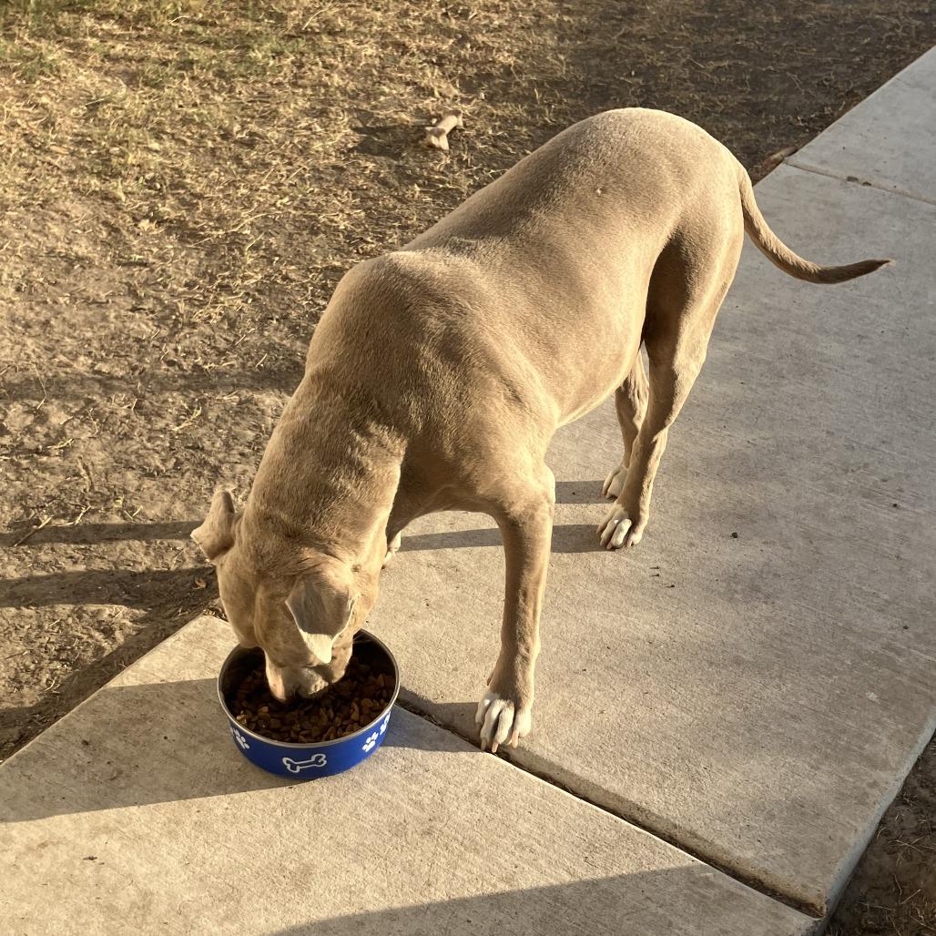 Enlarge Sparky, a Adoptable Pit Bull Terrier in Dallas, TX image 2/5