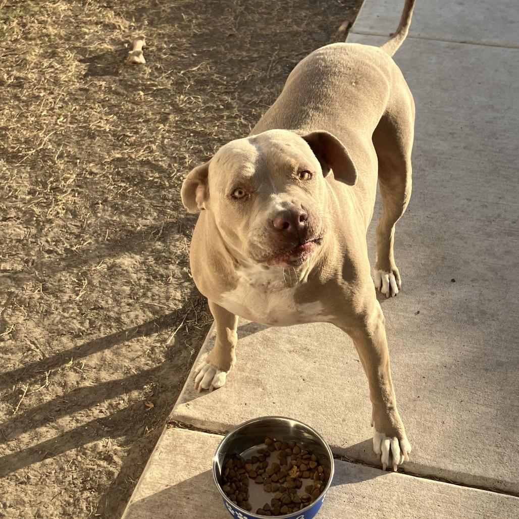 Enlarge Sparky, a Adoptable Pit Bull Terrier in Dallas, TX image 3/5