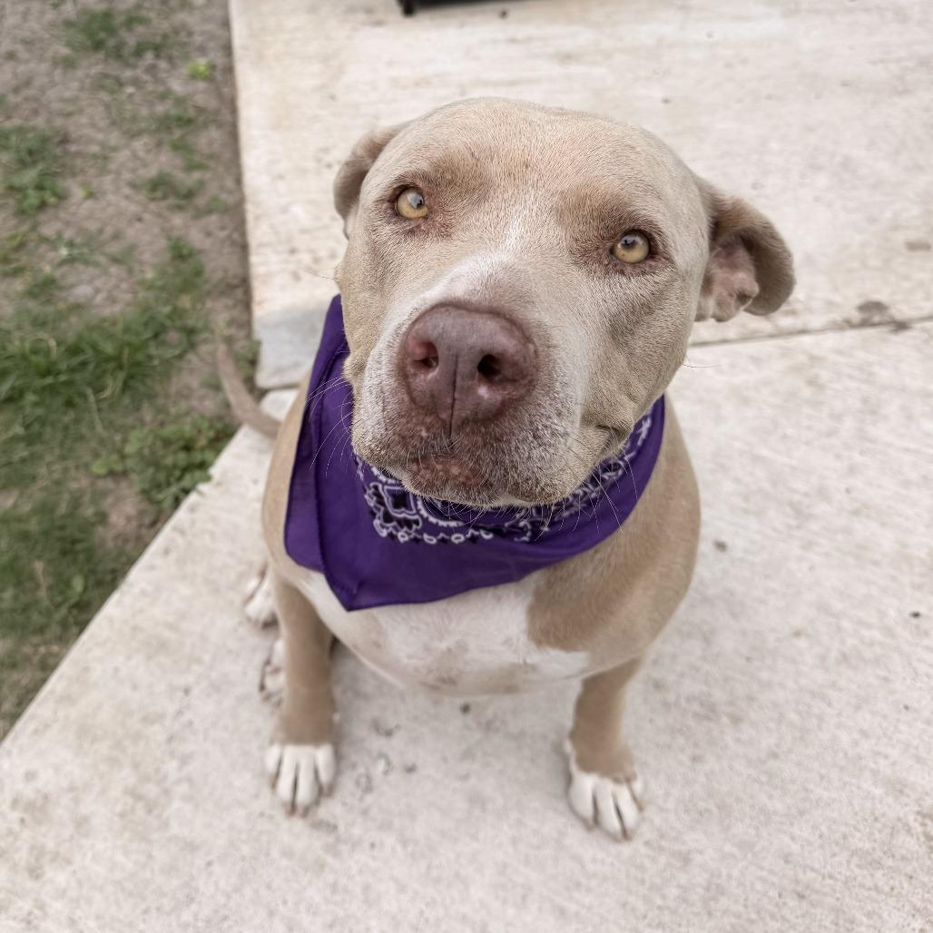 Enlarge Sparky, a Adoptable Pit Bull Terrier in Dallas, TX image 4/5