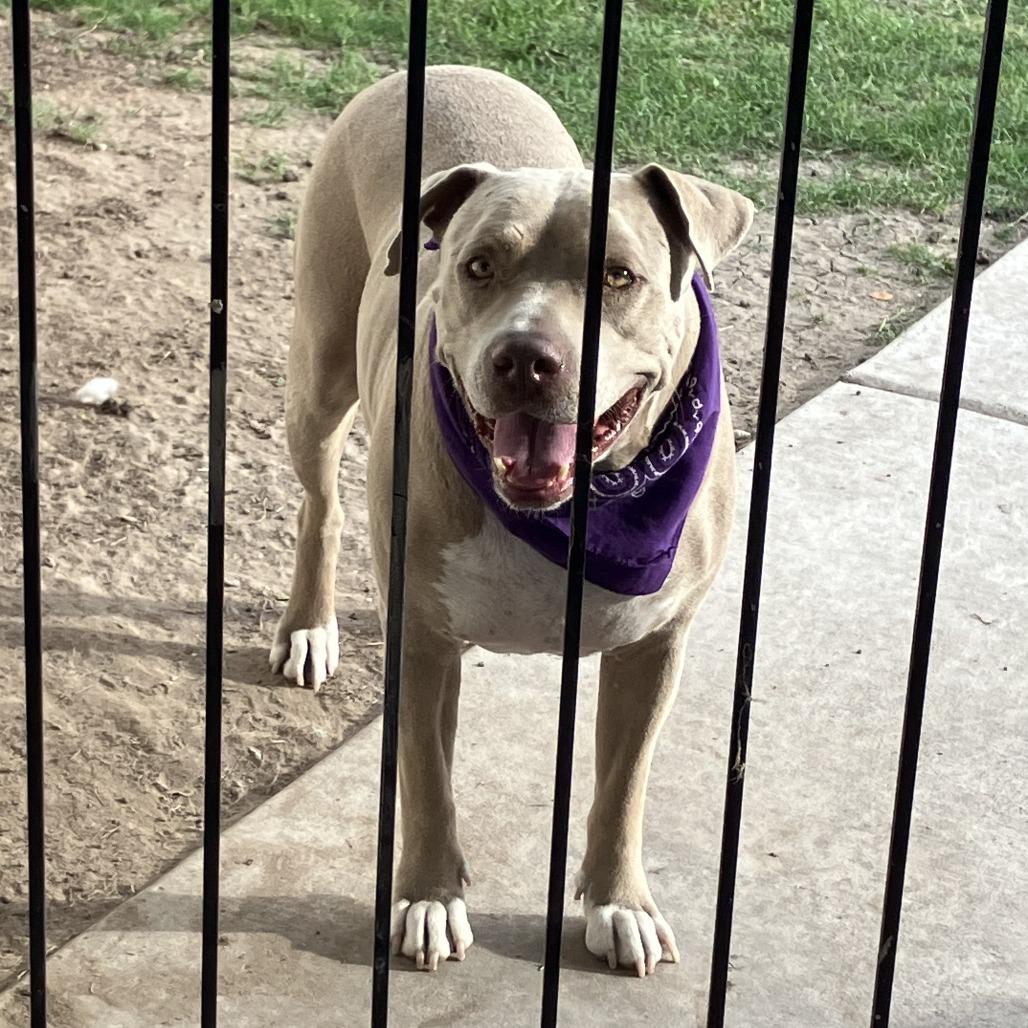 Enlarge Sparky, a Adoptable Pit Bull Terrier in Dallas, TX image 5/5