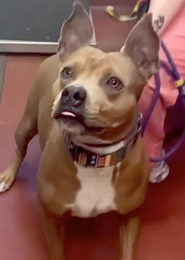 Queen, Adoptable, Adult Female Pit Bull Terrier.