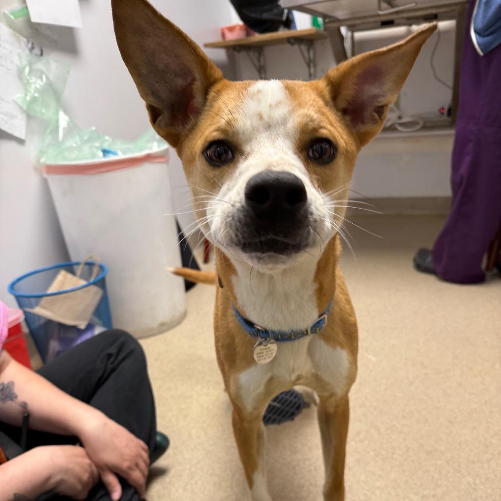Enlarge Alfie, a Adoptable mixed breed in Brookfield, WI image 1/5