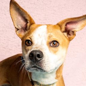Enlarge Alfie, a Adoptable mixed breed in Brookfield, WI image 2/5