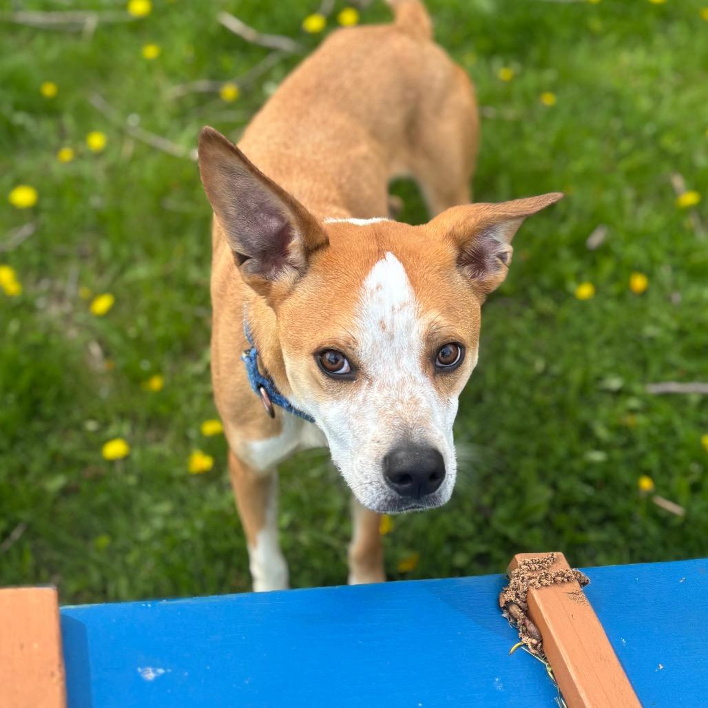 Enlarge Alfie, a Adoptable mixed breed in Brookfield, WI image 3/5