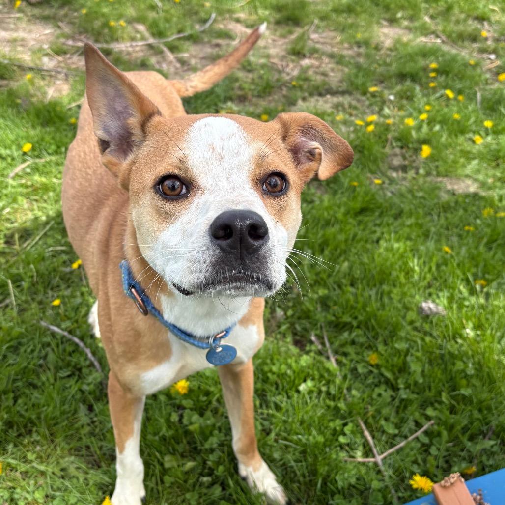 Enlarge Alfie, a Adoptable mixed breed in Brookfield, WI image 4/5