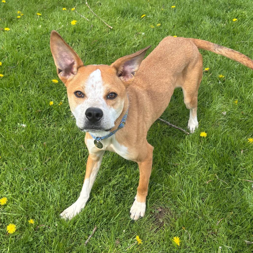 Enlarge Alfie, a Adoptable mixed breed in Brookfield, WI image 5/5