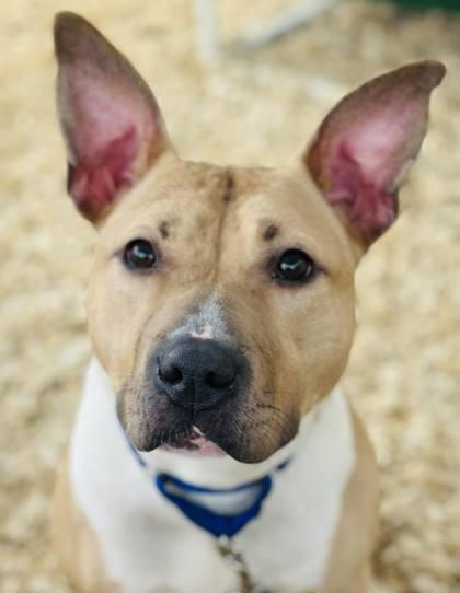 Butterscotch — thumbnail 2