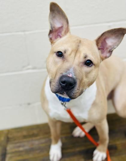 Butterscotch — thumbnail 3