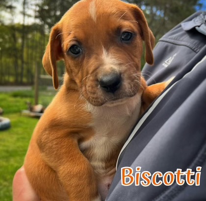 Enlarge Biscotti, a Adopted American Bulldog in Dallas, GA image 1/1