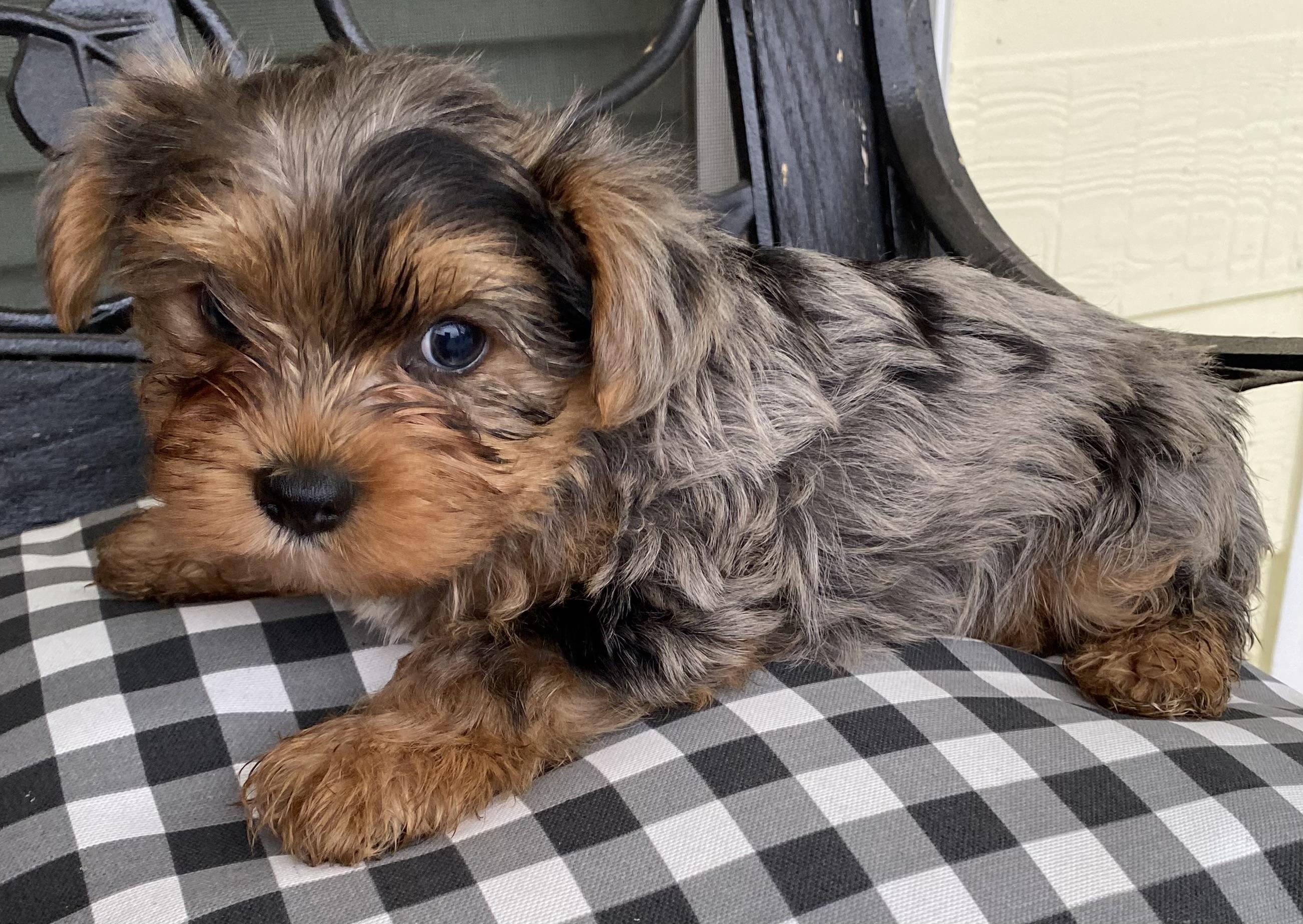 Teddy, an adopted mixed breed in Hartselle, AL image 1/2