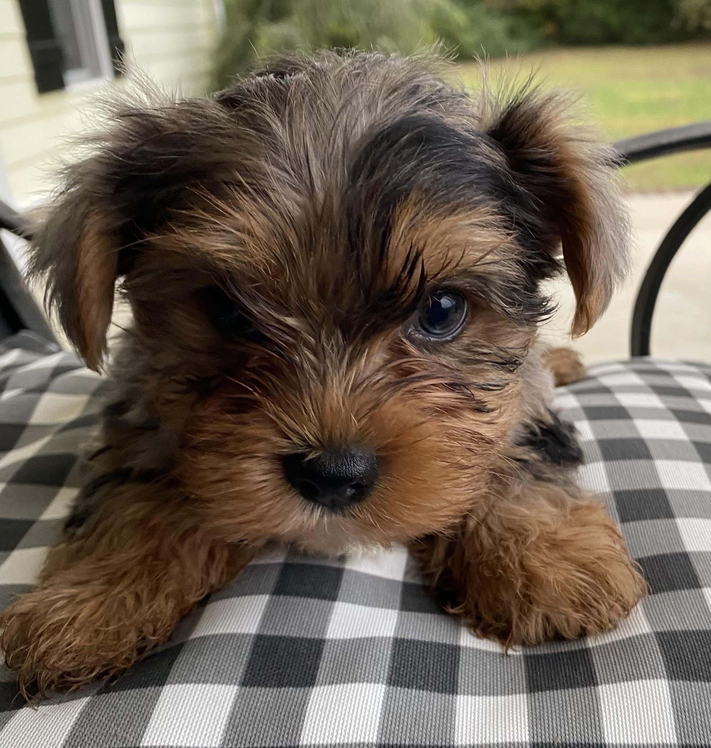 Teddy, an adopted mixed breed in Hartselle, AL image 2/2