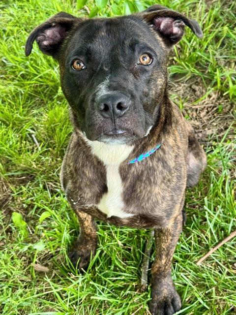 BRANDY BOY, Adoptable, Adult Male Terrier & Mixed Breed.