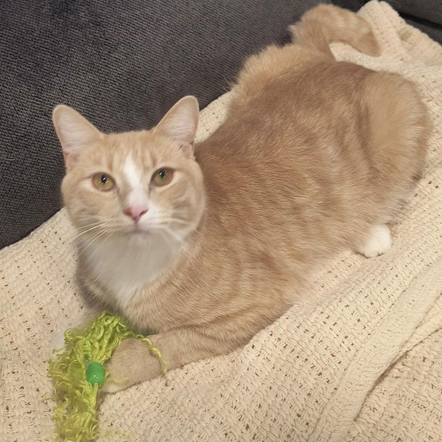 Enlarge Julius, a Adopted Domestic Short Hair in Newtown Square, PA image 1/3