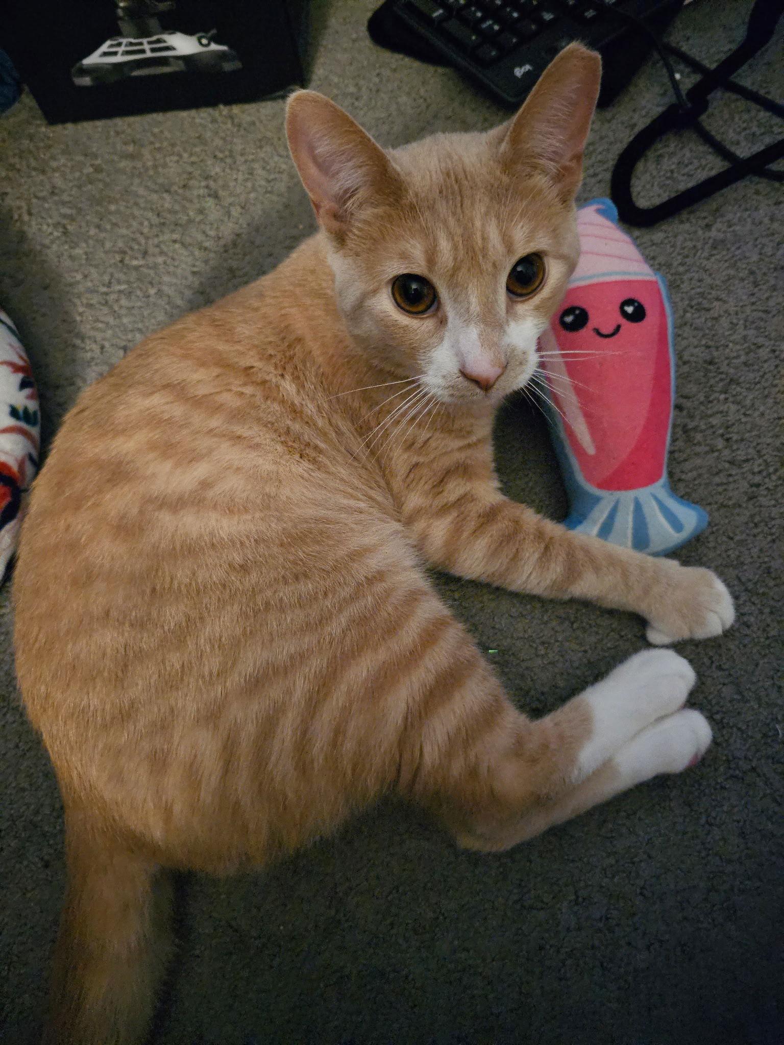 Enlarge Julius, a Adopted Domestic Short Hair in Newtown Square, PA image 2/3