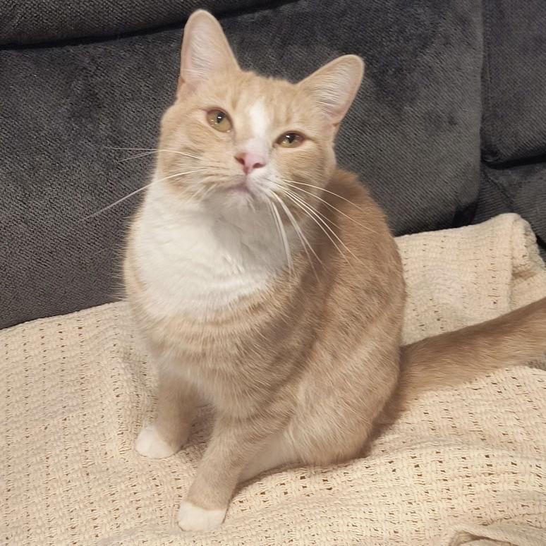 Enlarge Julius, a Adopted Domestic Short Hair in Newtown Square, PA image 3/3