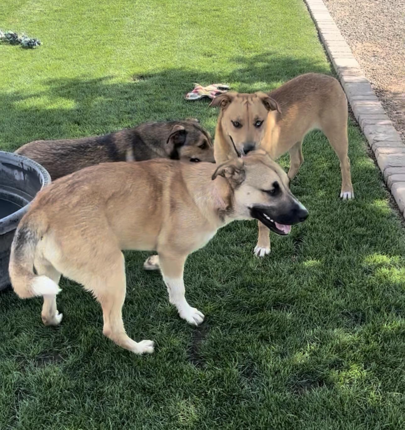 Enlarge Vita, a ADOPTABLE mixed breed in Gilbert, AZ image 3/4