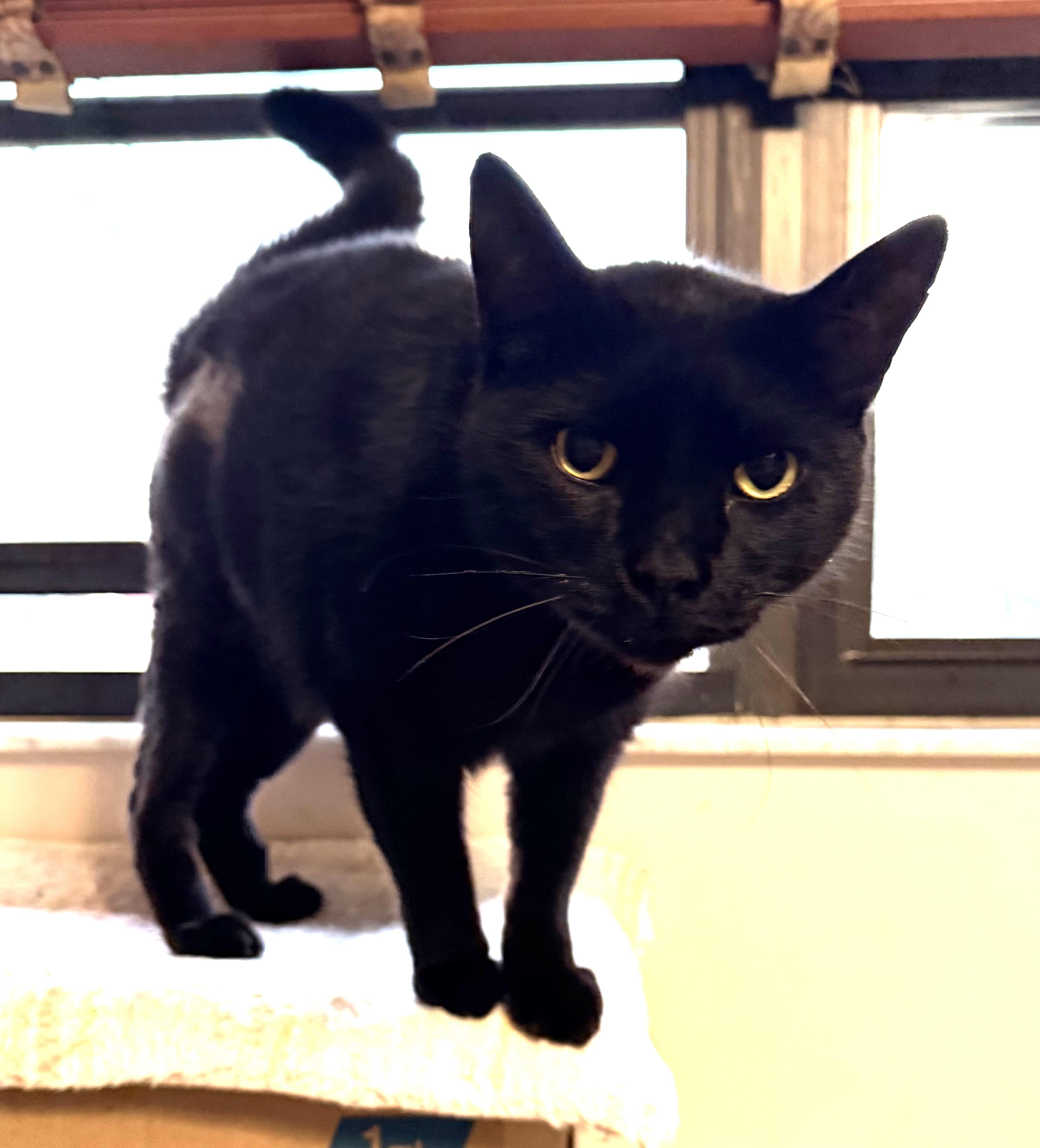 YING, ADOPTABLE, Adult Male Domestic Short Hair.