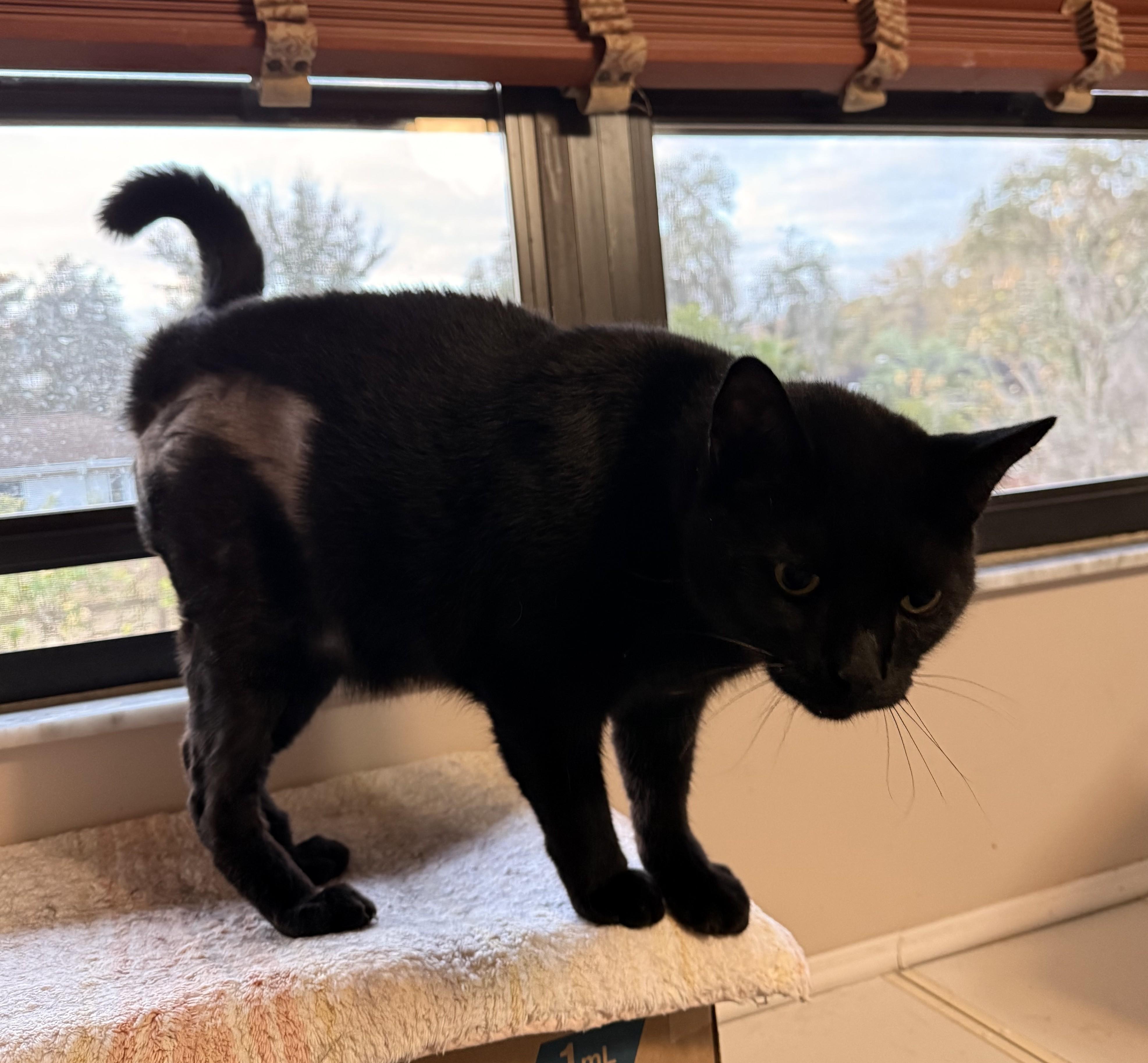 Enlarge YING, a ADOPTABLE Domestic Short Hair in Crystal River, FL image 2/3