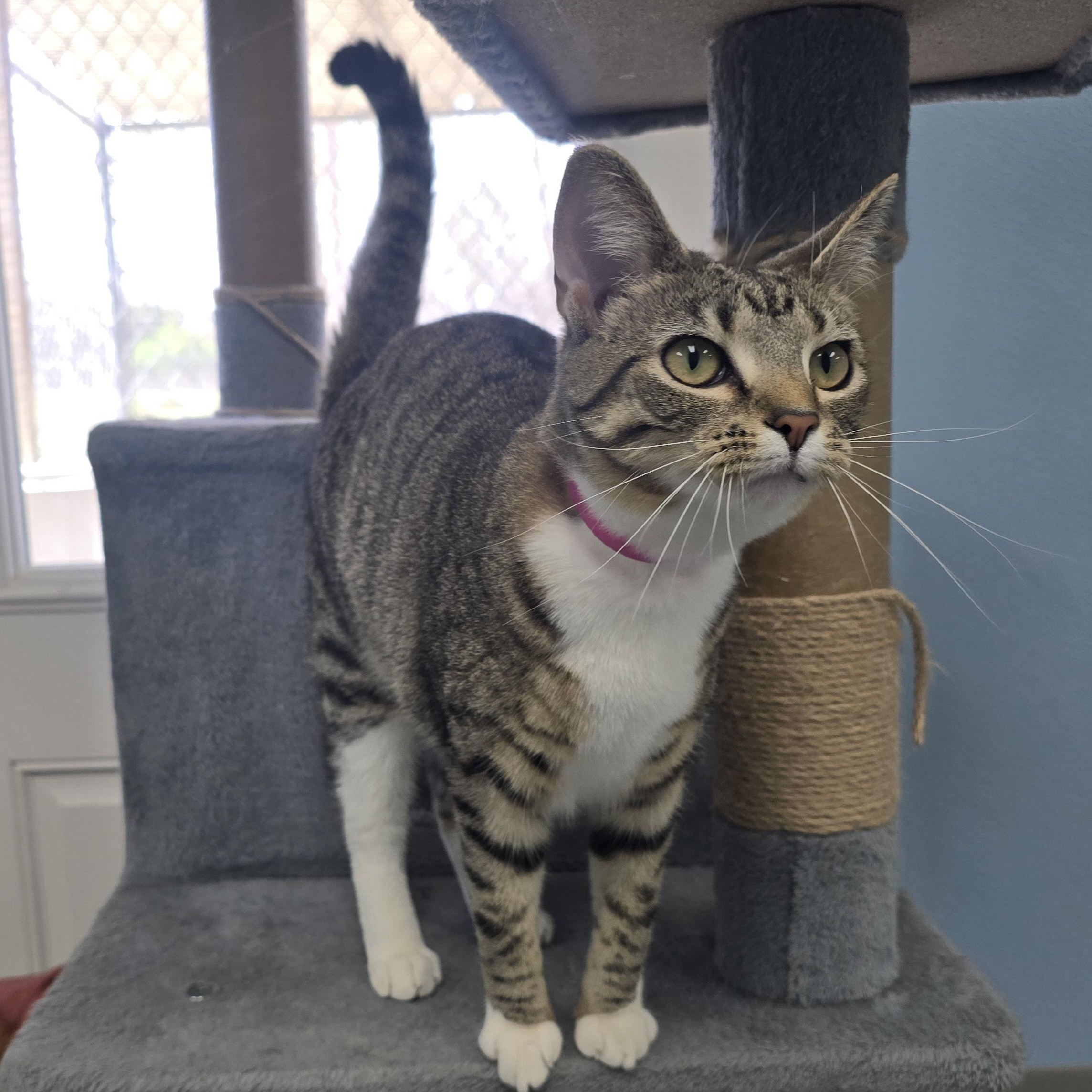 Enlarge Meadow, a Adoptable Domestic Short Hair in Farmington, MO image 3/4