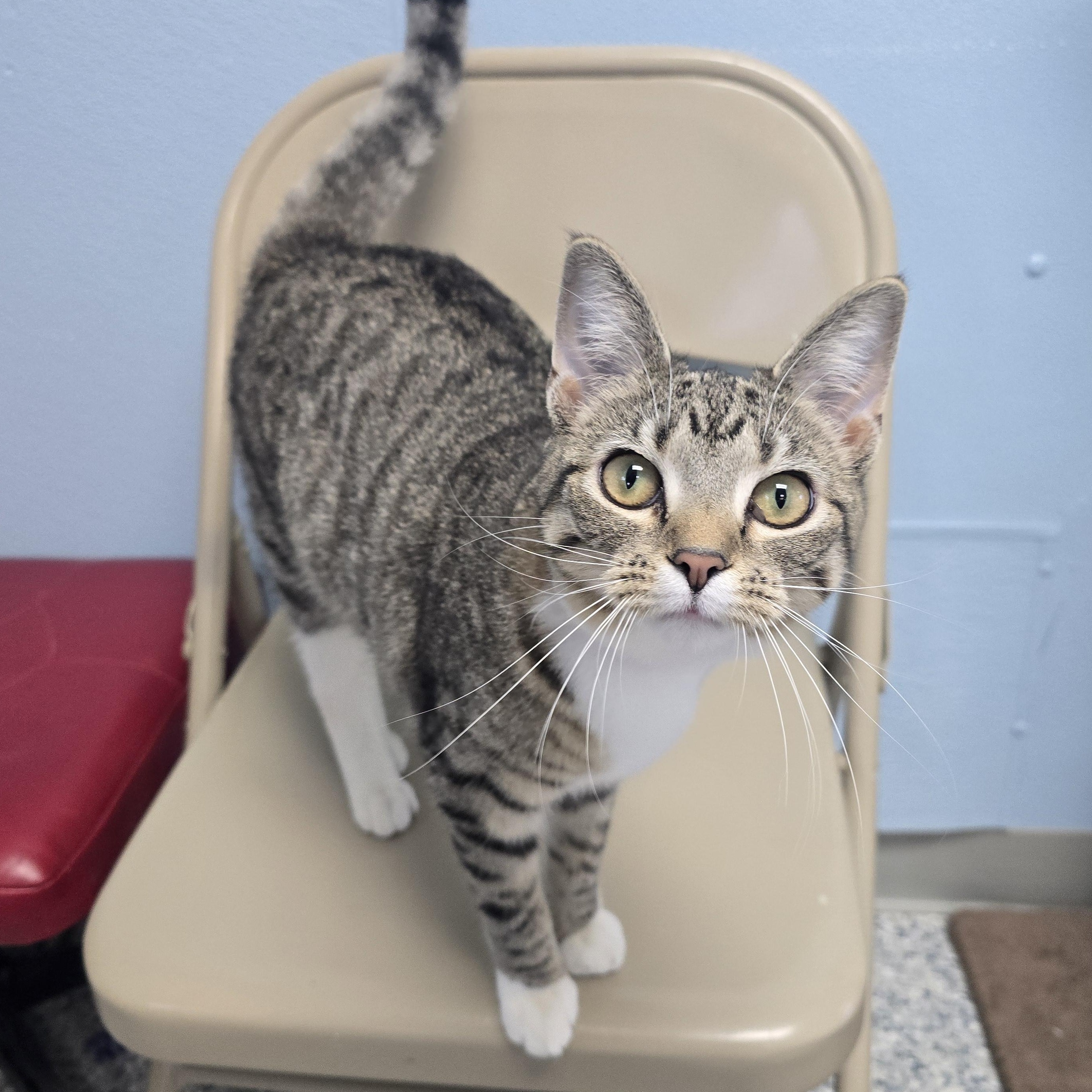 Enlarge Meadow, a Adoptable Domestic Short Hair in Farmington, MO image 1/1