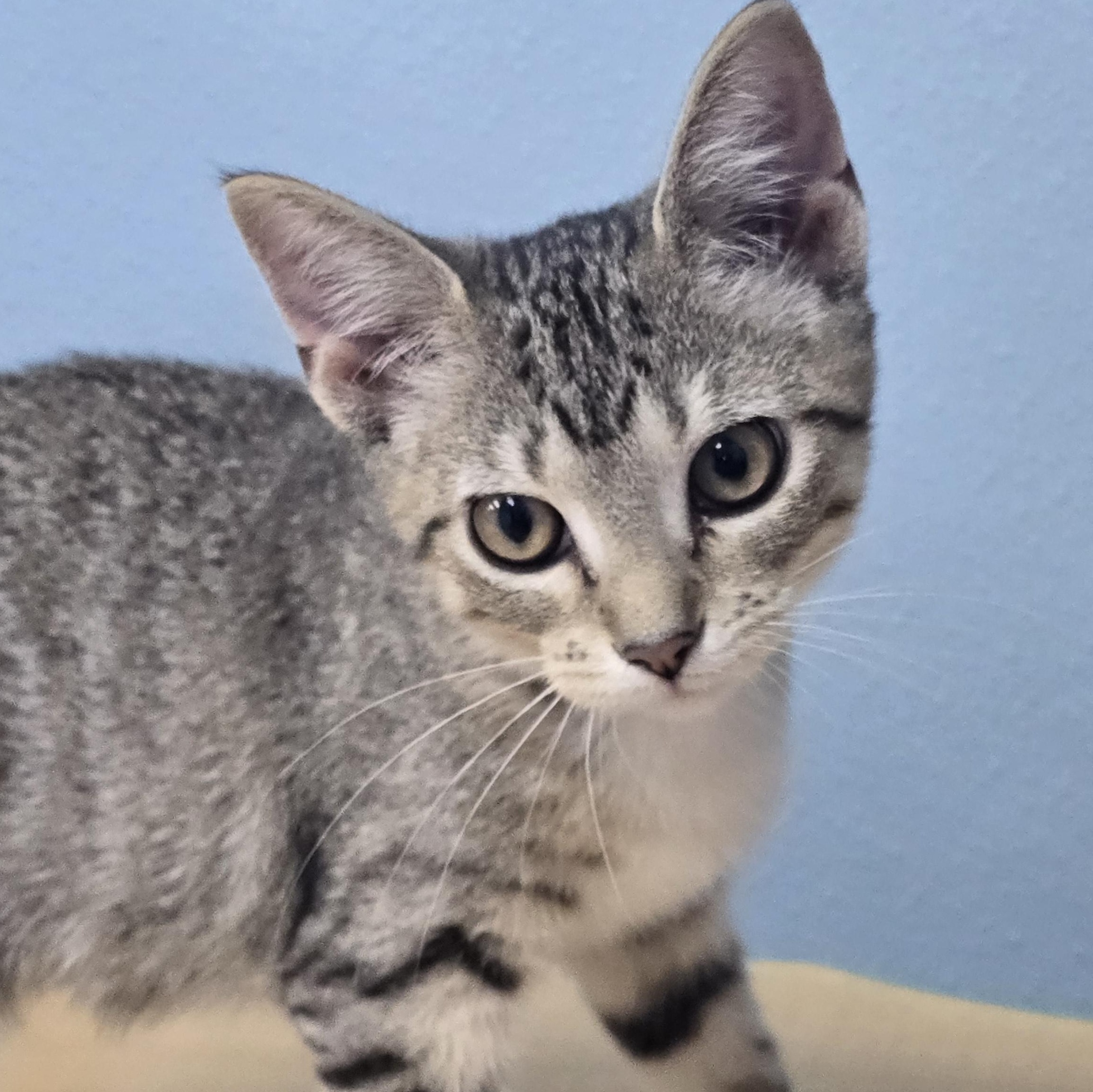 Meadow, Adoptable, Kitten Female Domestic Short Hair.