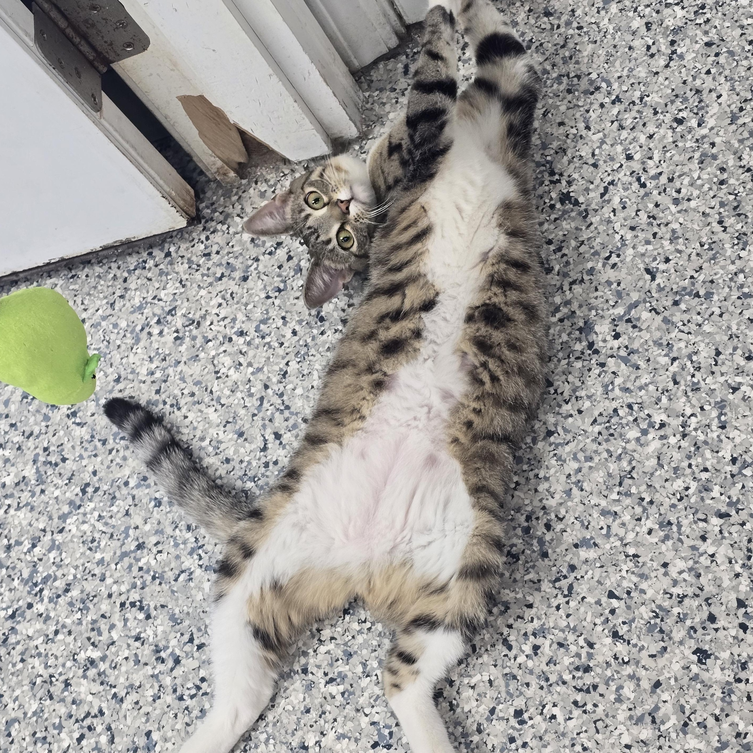 Enlarge Meadow, a Adoptable Domestic Short Hair in Farmington, MO image 1/4