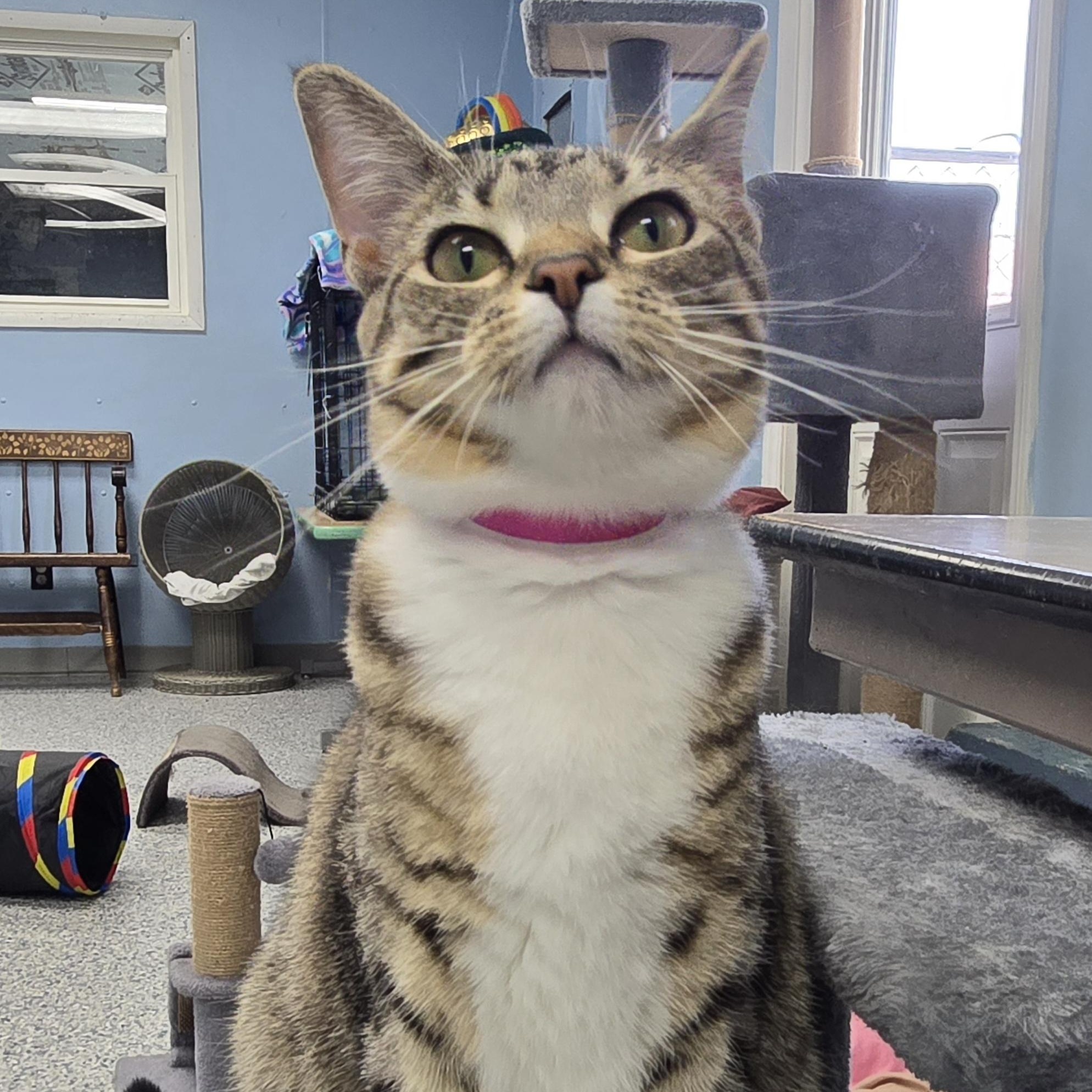 Enlarge Meadow, a Adoptable Domestic Short Hair in Farmington, MO image 2/4