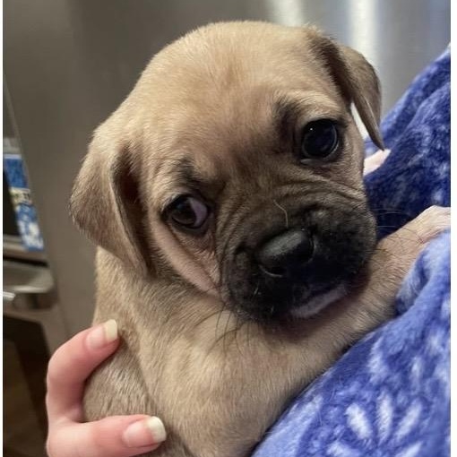 Enlarge Aubrey, a ADOPTABLE mixed breed in Santa Rosa, CA image 1/1