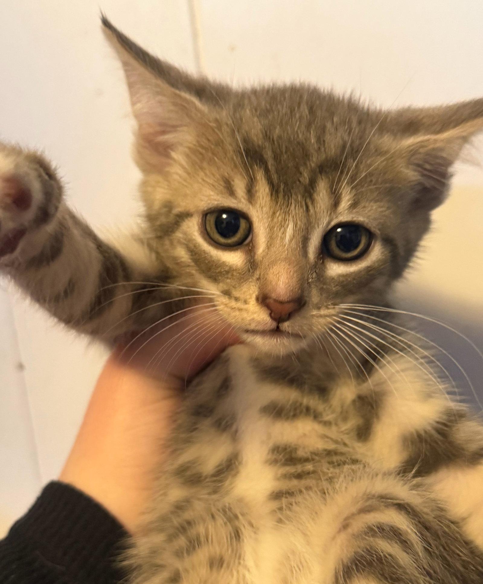 *Rolo, Adopted, Kitten Male Domestic Short Hair.