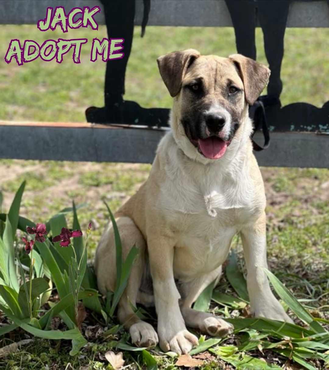 Jack, a other mixed breed in Grove, OK image 1/5