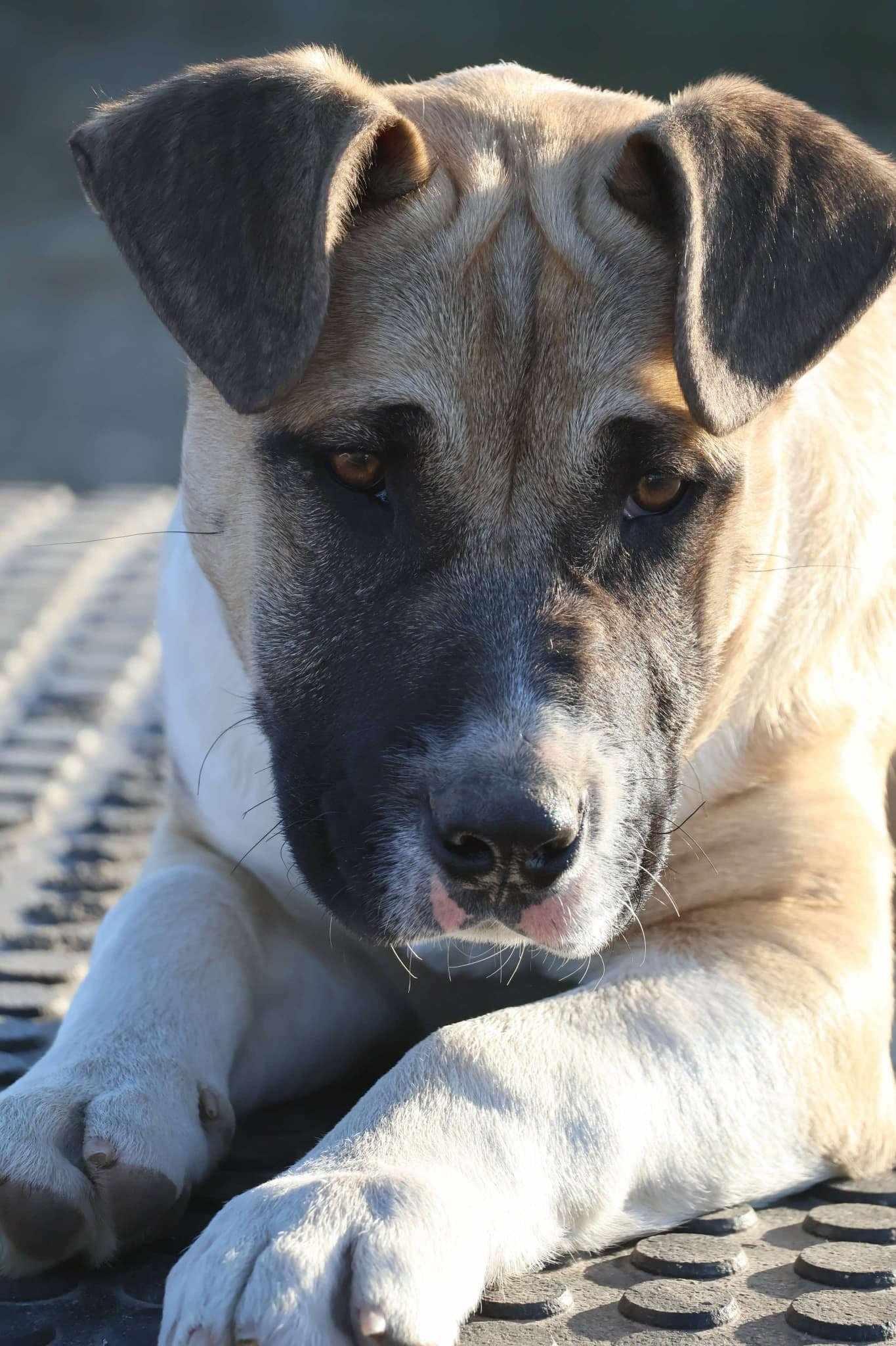 Jack, a other mixed breed in Grove, OK image 4/5