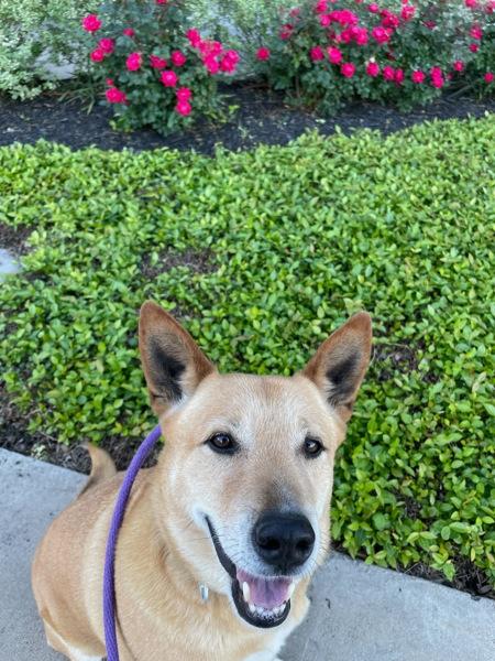 Jack, Adoptable, Adult Male Shepherd & Shepherd.