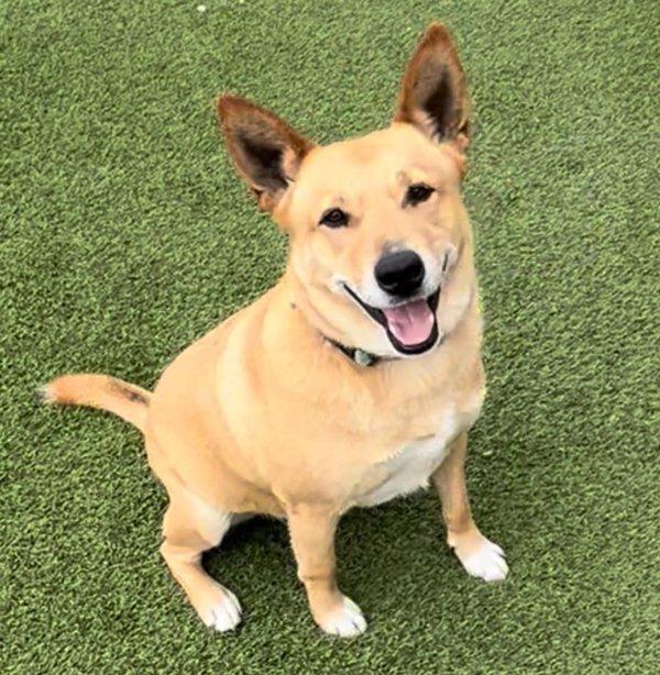 Enlarge Jack, a Adoptable mixed breed in Dallas, TX image 2/4