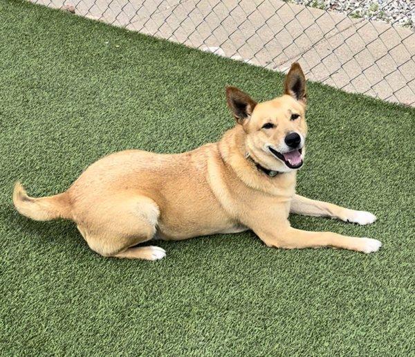 Enlarge Jack, a Adoptable mixed breed in Dallas, TX image 3/4