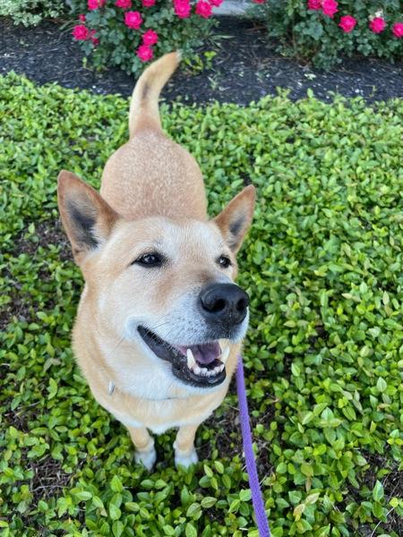Enlarge Jack, a Adoptable mixed breed in Dallas, TX image 4/4