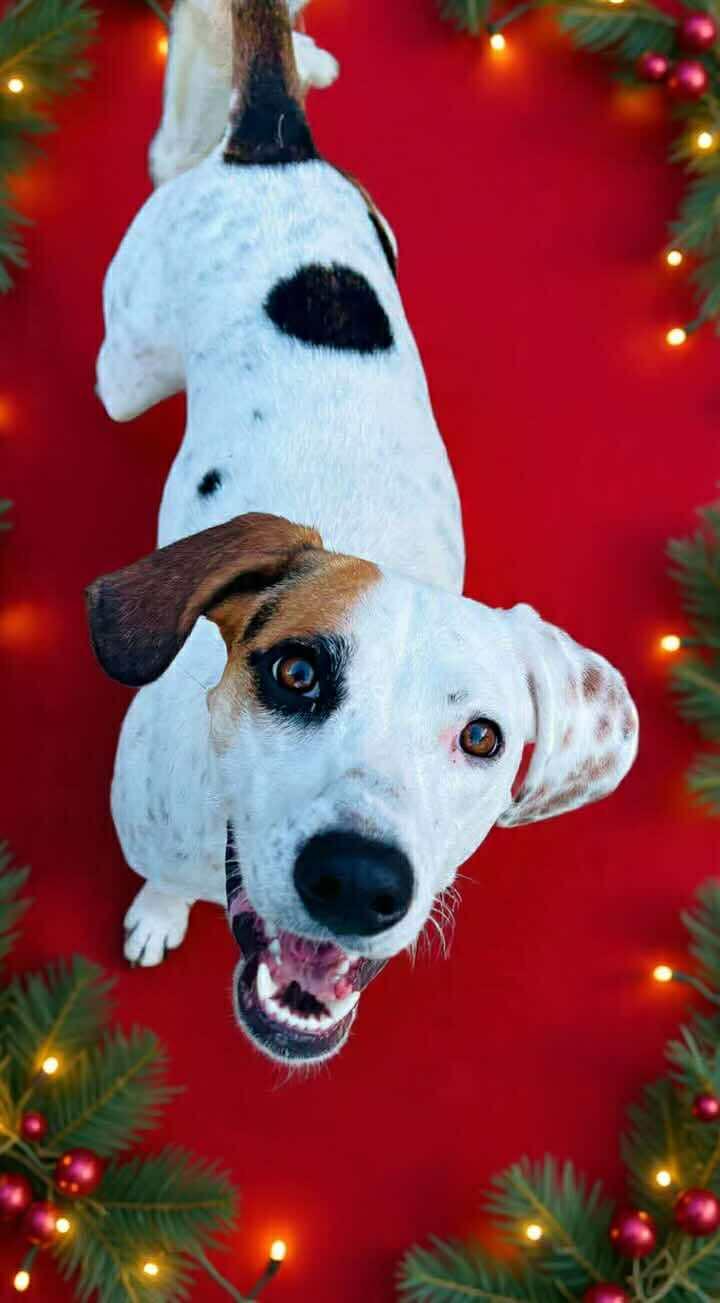 Birdiebean thumbnail 3